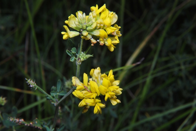 Fabacea - cfr. Medicago falcata